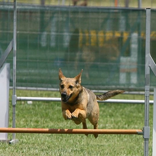 agility dog toscana