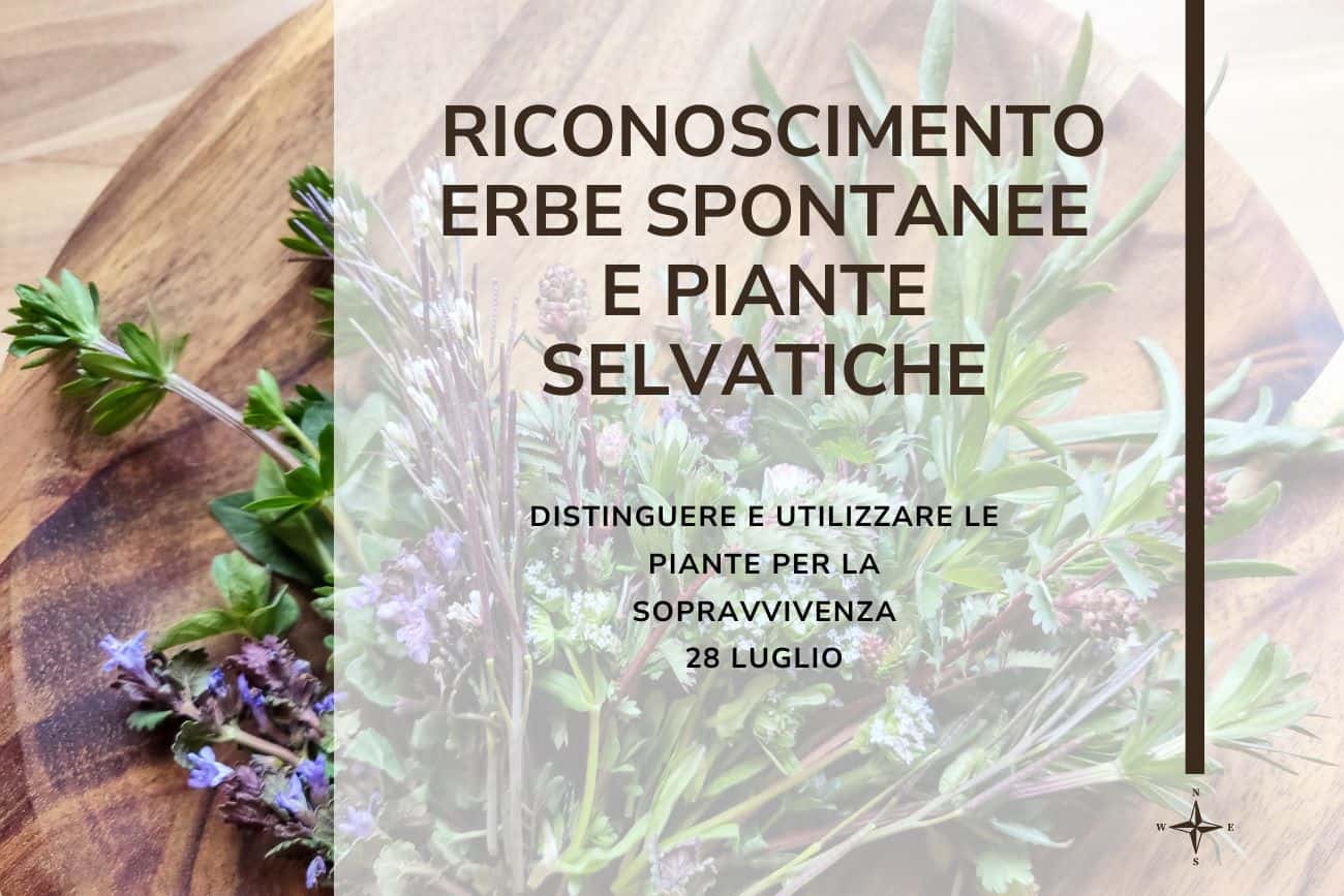 corso riconoscimento erbe spontanee e piante selvatiche toscana