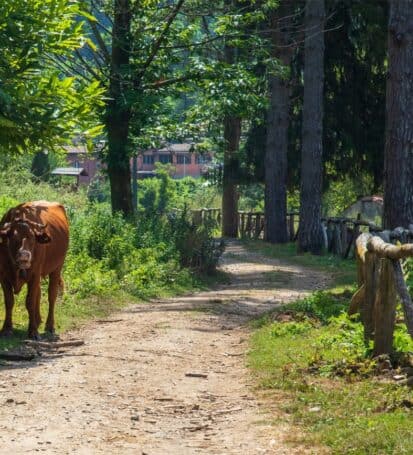 agriturismo pian di fiume bosco con animali liberi