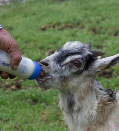 fattoria con animali per bambini agriturismo pian di fiume