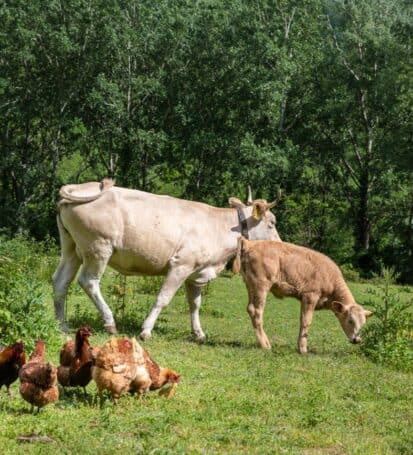 fattoria didattica per bambini agriturismo pian di fiume