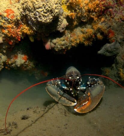 Un'aragosta in una cavità rocciosa colorata dello Scoglietto all'Isola d'Elba