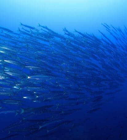 Gruppo di barracuda nelle acque blu dello scoglietto all'Isola d'Elba