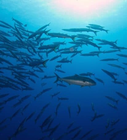 Un grande banco di Ricciola nelle acque blu dello Scoglietto all'Isola d'Elba, con un Barracuda che nuota tra loro