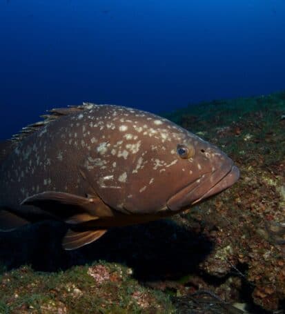 Una cernia bruna nei fondali marini dello Scoglietto all'Isola d'Elba