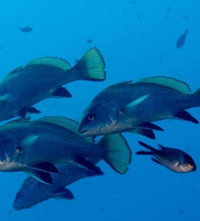 Gruppo di Corvine nelle acque blu dello Scoglietto all'Isola d'Elba