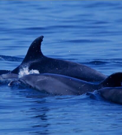 Delfini che nuotano nelle acque blu vicino all'Isola d'Elba