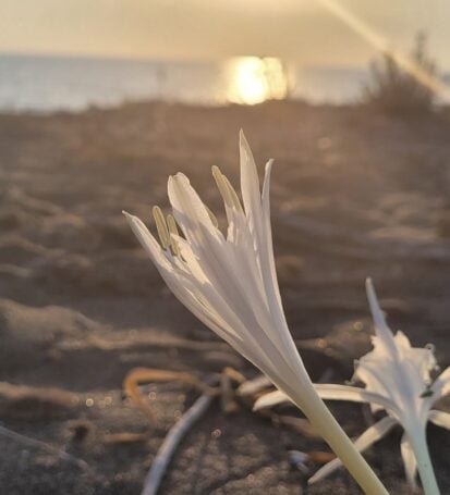 Fiore di giglio di mare sulla spiaggia della Costa degli Etruschi al tramonto