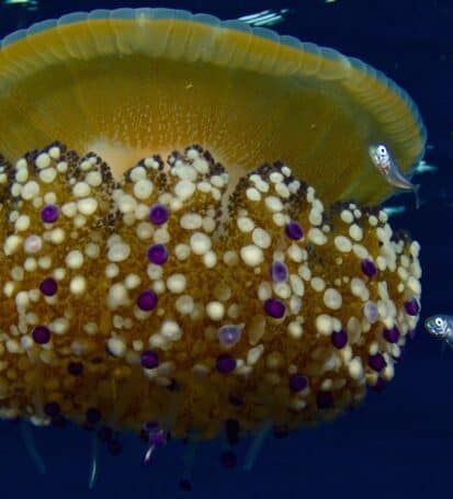 Una colorata medusa Cassiopea nelle acque dello Scoglietto all'Isola d'Elba