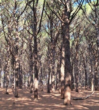 Fitto bosco di pini nella Riserva Naturale del Tombolo sulla Costa degli Etruschi