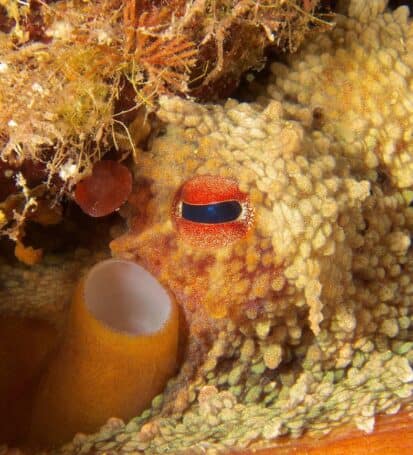 Primo piano di un polpo mimetizzato tra i coralli dello Scoglietto all'Isola d'Elba