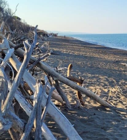 Spiaggia incontaminata con legni spiaggiati alla spiaggia delle capanne a marina di bibbona